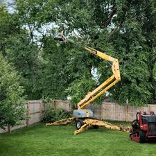 Best Root Management and Removal  in Kerens, TX