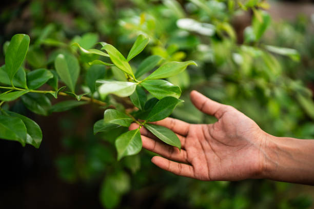 Best Fruit Tree Pruning  in Kerens, TX